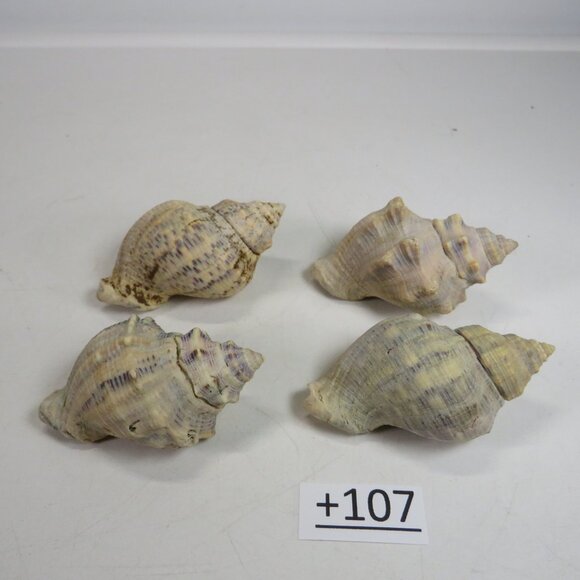 Peach & Navy Colored REAL Sea Shells about 3" long personally gathered - Picture 2 of 5